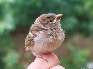 What to feed a baby bird - Baby bird on hand