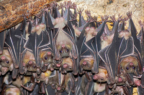 bats