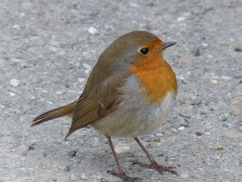 robin