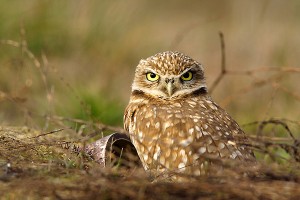 Burrowing Owl Facts - Burrowing Owls 