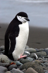 chinstrap penguins facts for kids - chinstrap penguins 
