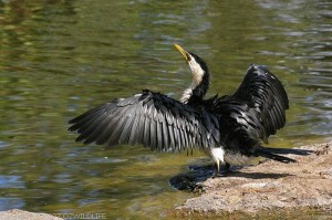 Cormorant - Indian Birds pictures with Names