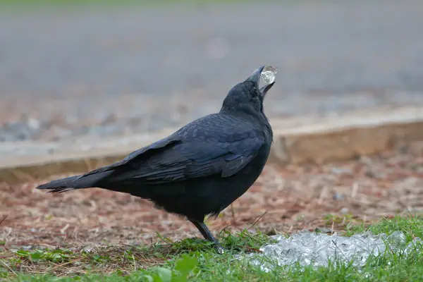 what-do-crows-eat-crows-diet