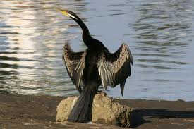 Darter - Indian Birds pictures with Names