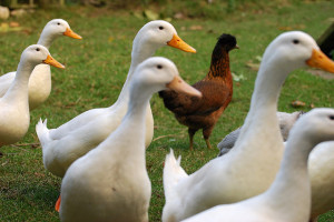 what to feed ducks - Feeding Ducks