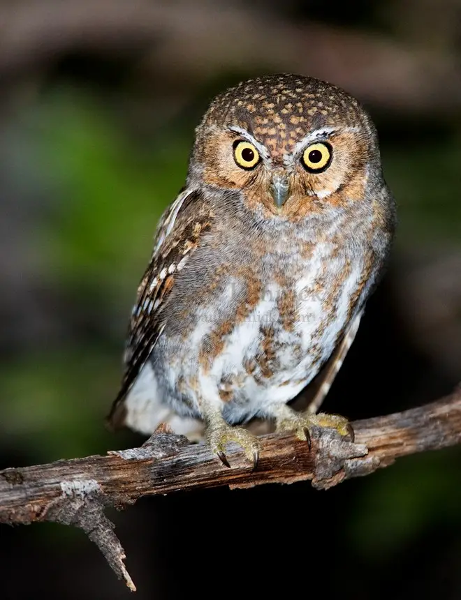 What do screech-owls eat?