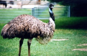 what do emus eat - where do emus live