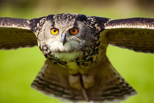 Eurasian Eagle Owl Facts - Eurasian Eagle Owl