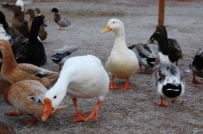feral ducks 3