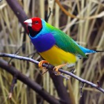 Gouldian Finch - types of finches