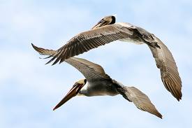 flying brown pelicans - facts about birds for kids