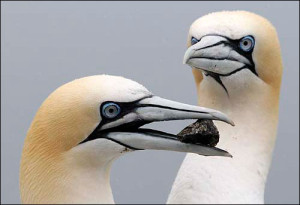 gannets - Indian Birds pictures with Names
