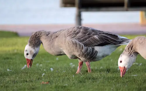 what do geese eat - Geese