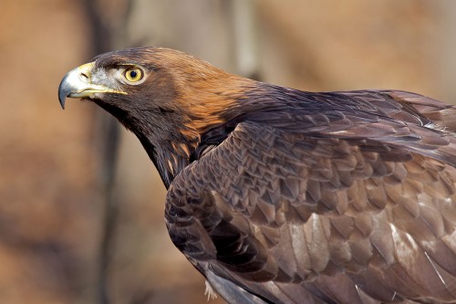 Golden Eagle Facts - Golden Eagle