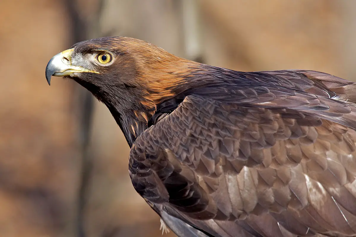 What Does The Golden Eagle Represent In Mexico