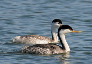 grebe - Indian Birds pictures with Names