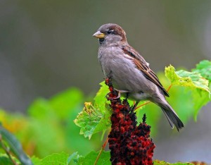 House Sparrow Facts - House Sparrow 