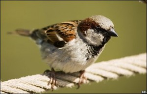 House Sparrow Facts - House Sparrow 