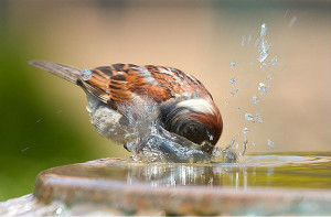 House Sparrow Facts - House Sparrow 