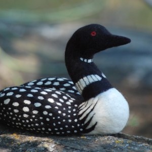 Loon - Indian Birds pictures with Names