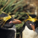 Royal Penguin Facts – Royal Penguin Diet & Reproduction