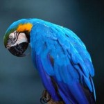 Blue Macaw - How long Do parrots live