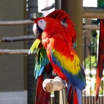 Macaws - How long Do parrots live