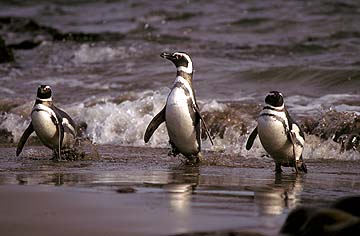 Magellanic Penguin Facts - Magellanic Penguin