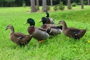 What Do Mallard Ducks Eat? What To Feed Mallard Ducks? - mallards