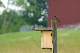 pair of eastern bluebirds - eastern bluebird facts