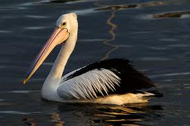 pelicans - Indian Birds pictures with Names
