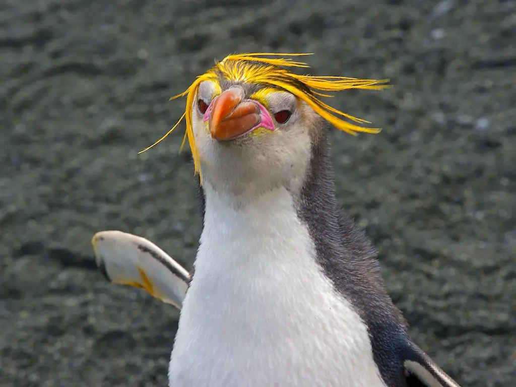 teacher-s-pet-week-10-wellbeing-bird-panuk-the-penguin-of-the-people