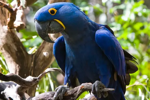 What Do Hyacinth Macaws Eat