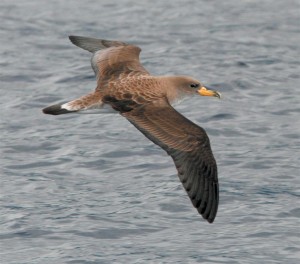 shearwater - Indian Birds pictures with Names