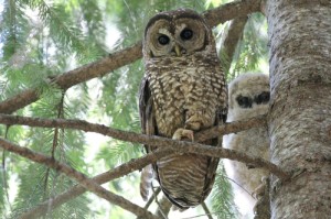 spotted owl facts - spotted owl