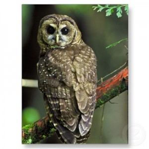 spotted owl facts - Spotted owl