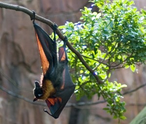 types of bats - Spotted Winged Fruit Bats