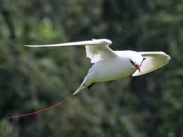 Tropicbirds - Indian Birds pictures with Names