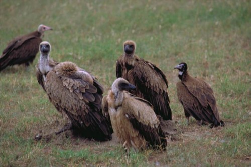 what do vultures eat