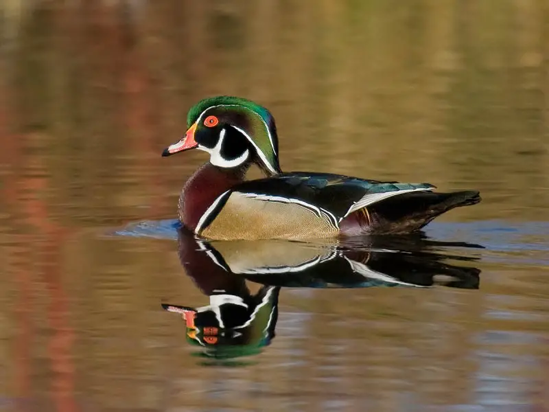 wood duck sounds