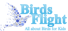 Birds Flight – All about Birds for Kids