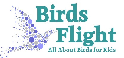 Little Blue Penguin Facts for Kids – Fairy Penguin Facts | Birds Flight