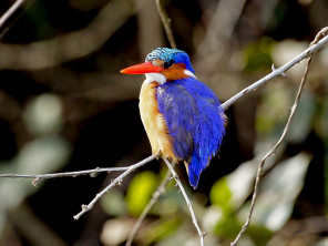 Malachite Kingfisher (Alcedo cristata)