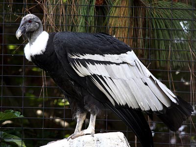 Andean Condor Eating