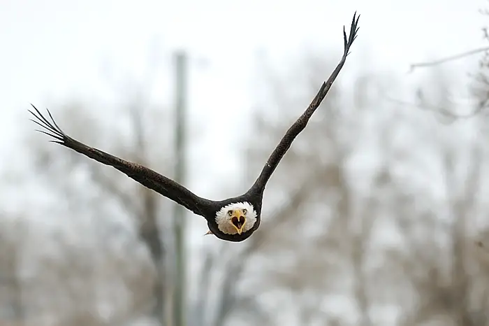 do bald eagles mate for life - Bald eagle amazing picture and photo from the front