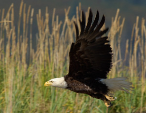 do bald eagles mate for life