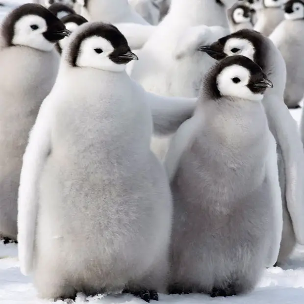 do penguins have feathers - Penguins picture