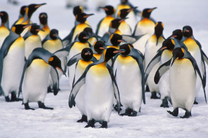 how long do penguins live