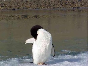 penguin feathers