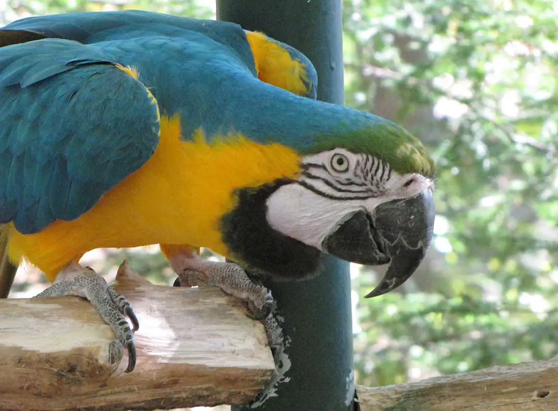 blue and gold macaw facts